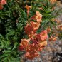Tecoma 'Reddish Semi-Dwarf' 10 seeds TRUMPET BUSH Esperanza Z7 BELLS Star EXOTIC ARGENTINE