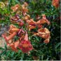 Tecoma 'Reddish Semi-Dwarf' 10 seeds TRUMPET BUSH Esperanza Z7 BELLS Star EXOTIC ARGENTINE