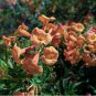 Tecoma 'Reddish Semi-Dwarf' 10 seeds TRUMPET BUSH Esperanza Z7 BELLS Star EXOTIC ARGENTINE