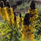 Senna didymobotrya 5 seeds AFRICAN POPCORN CASSIA Candelabra Tree PEANUT BUTTER Unusual Tropical
