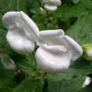 Bowkeria verticillata 15 seeds NATAL SHELL FLOWER BUSH South Africa Calceolaria-like