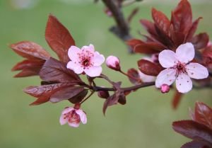 .Cherryblossom  (bathsalt 8oz)