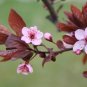 .Cherryblossom  (bathsalt 8oz)