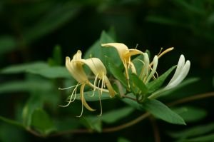 Honeysuckle  (Moisturizing Fizzyball 3oz)