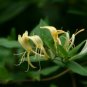 Honeysuckle  (Moisturizing Fizzyball 3oz)