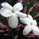 Jasmine  (Moisturizing Fizzyball 3oz)