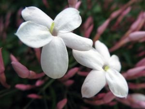 Jasmine  (Moisturizing Fizzyball 3oz)