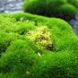 Irish Moss  (soap with creamy goat milk 2oz)