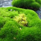 Irish Moss (body l. 4oz)