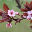 Cherryblossom   (hand l. 2oz)