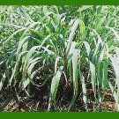 Citronella Pure Uncut Essential Oil 1 oz (30 ml)