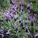 FRENCH LAVENDER PURE ESSENTIAL OIL 1 oz (30 ml)
