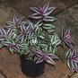 6 Live 2 Inch Potted Purple Wandering Jew Plants "FREE" Shipping!!!