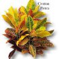 2 LIVE 3.5 Inch Potted Plants "FREE" Shipping!!!