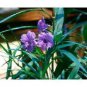 2 Live 3.5 Inch Potted Plants "FREE" Shipping!!!