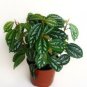 2 Live 3.5 Inch Potted Plants "FREE" Shipping!!!