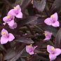 3 Live Potted Tropical Plants "FREE" Shipping!!!