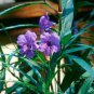 3 Live Potted Tropical Plants "FREE" Shipping!!!