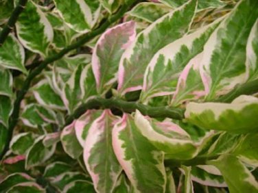 6 (HARD TO GET) Devil's Backbone Plants "FREE" Shipping!!!