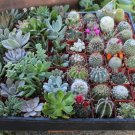 Succulent & Cactus Plants 3 Live Potted Plants "FREE" Shipping!!!