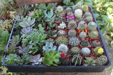Succulent & Cactus Plants 3 Live Potted Plants "FREE" Shipping!!!