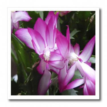6 Christmas Cactus Cuttings, Assorted Colors "FREE SHIPPING"