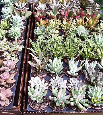 6 SUCCULENT/CACTUS Plants in 2" Pots!!! "FREE SHIPPING"