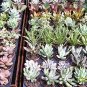 6 SUCCULENT/CACTUS Plants in 2" Pots!!! "FREE SHIPPING"