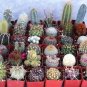 6 SUCCULENT/CACTUS Plants in 2" Pots!!! "FREE SHIPPING"
