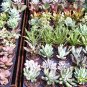 6 SUCCULENT/CACTUS Plants in 2" Pots!!! "FREE SHIPPING"
