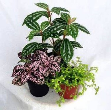 6 LIVE PLANTS IN 2 INCH POTS "FREE SHIPPING"