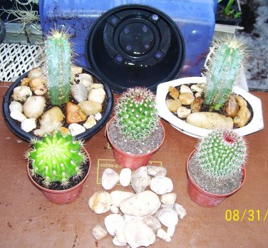 Cactus DISH GARDEN KIT!!! "FREE SHIPPING"