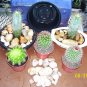 Cactus DISH GARDEN KIT!!! "FREE SHIPPING"