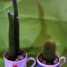 Cactus CUP KIT!!!  "FREE SHIPPING"