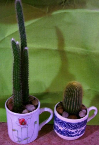 Cactus CUP KIT!!!  "FREE SHIPPING"