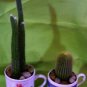 Cactus CUP KIT!!!  "FREE SHIPPING"