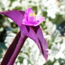6 Purple Heart/Queen Wandering Jew - Tradescantia Pallida Purpurea CUTTINGS "FREE SHIPPING"