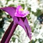 6 Purple Heart/Queen Wandering Jew - Tradescantia Pallida Purpurea CUTTINGS "FREE SHIPPING"