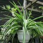 VARIEGATED HAWAIIAN Spider Plant (CLEANS THE AIR) - IN 6 INCH HANGING BASKET "FREE SHIPPING"