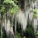 SPANISH MOSS 2.5 GALLON BAG OF SPANISH MOSS FOR CRAFTS & FLOWER ARRANGEMENTS "FREE sHIIPPING"