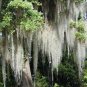 SPANISH MOSS 2.5 GALLON BAG OF SPANISH MOSS FOR CRAFTS & FLOWER ARRANGEMENTS "FREE sHIIPPING"