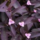 Purple Heart/Queen Wandering Jew 6" Hanging Basket FREE SHIPPING