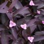 Purple Heart/Queen Wandering Jew 6" Hanging Basket FREE SHIPPING