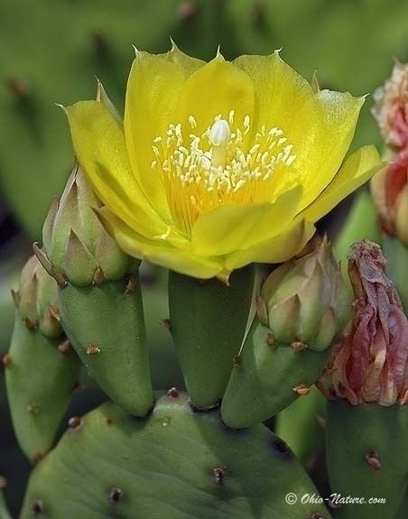 cactus album thanks to cactus album thanks to