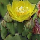 2 (HARD TO GET) Pads/Petals Prickly Pear Cactus~Cold Hardy~succulent agave FREE SHIPPING