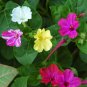 200 ASSORTED ORGANIC PLANT & VEGETABLE SEEDS!!! FREE SHIPPING