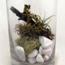 AIR PLANT TERRARIUM KIT TILLANDSIA RECURVATA FROM FLORIDA with FREE SHIPPING