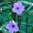 Assorted LIve Plants in 3.5 inch Pots (2 Pack) with FREE Shipping