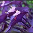 10 Purple Heart Bare Root Cuttings with "FREE" Shipping