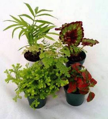 2 Live 3.5 Inch Potted Plants "FREE" Shipping!!!